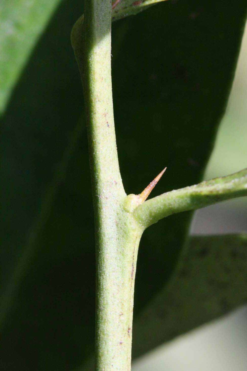            First year twig (Riverside, CA)   